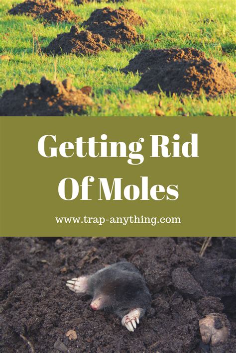 How to get rid of moles in your yard - Moles aren’t picky about the plant roots they eat, but certain scents may keep them at bay. Add a plant barrier from the allium family (marigolds, daffodils, onions, etc) to protect tender greens. Moles FAQs. Getting rid of a serious mole problem is not for the faint of heart. Check out some of our most common FAQs to get started.